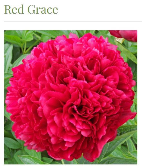 PEONY: BARE ROOTS 3-5 eyes — Petals•Farm•RI